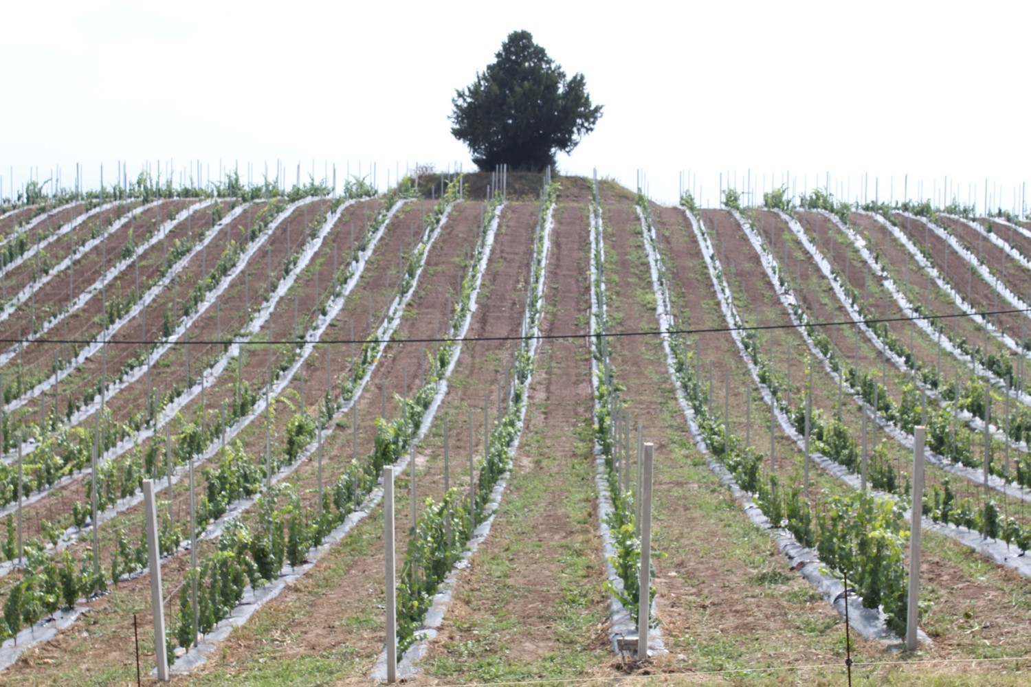 Trappist vineyard in Sremič - young chardonnay vines.jpg